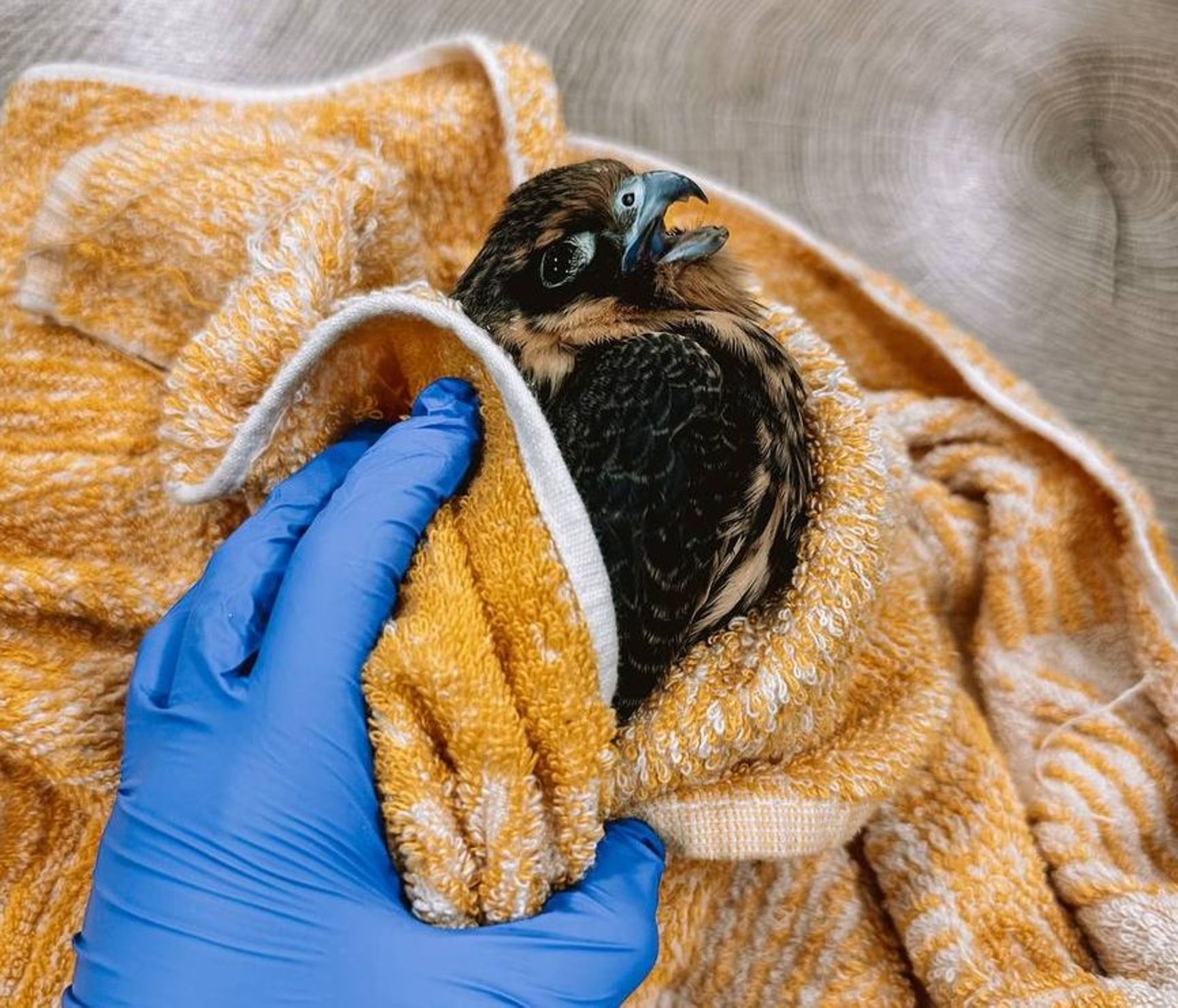 Birds of prey fall to the ground from projectile shockwaves and suffer contusions and fractures