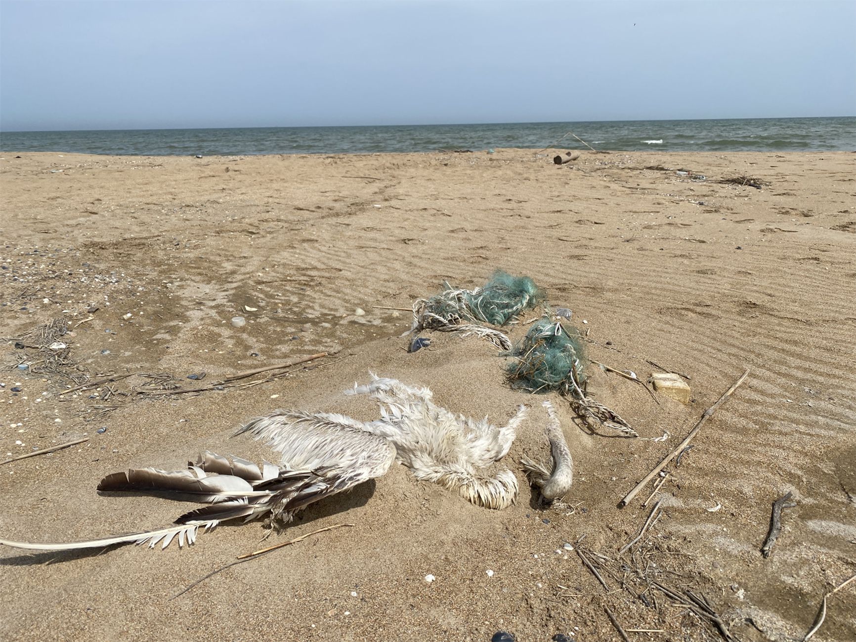 Мертвая птица и остатки рыболовных снастей